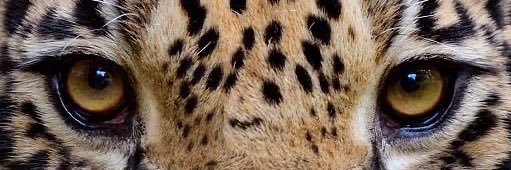 BcTaylor18's profile banner image