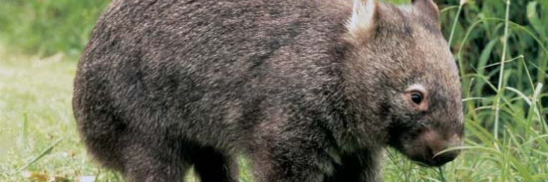 WombatNation1's profile banner image