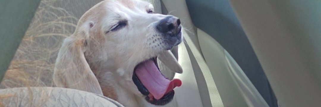 mcbeanjuice's profile banner image