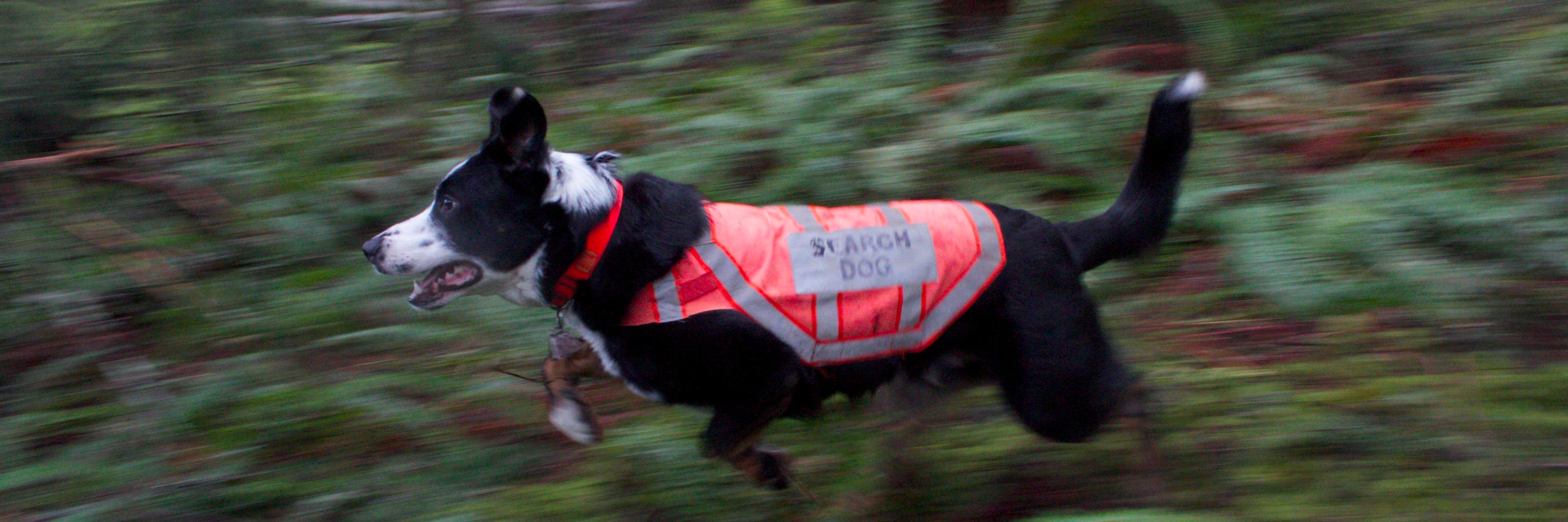 KC Search Dogs banner