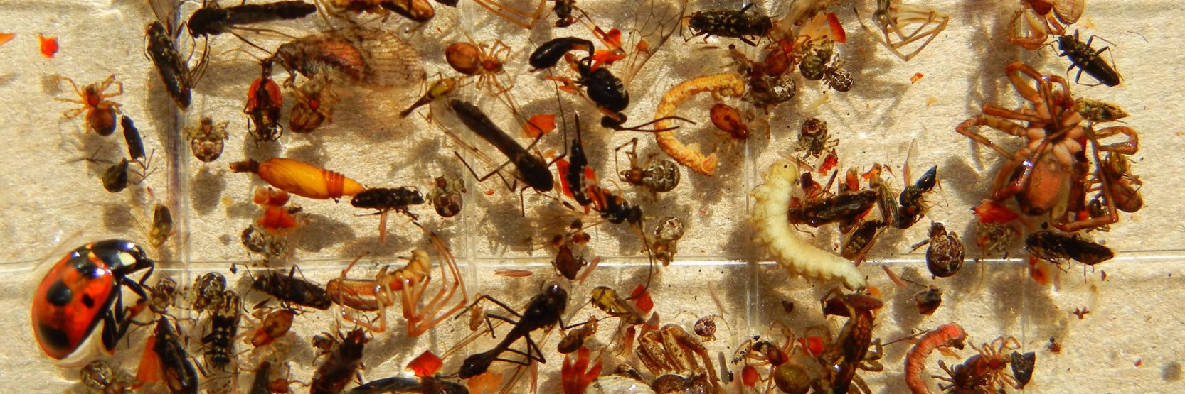 Tundra Arthropods banner