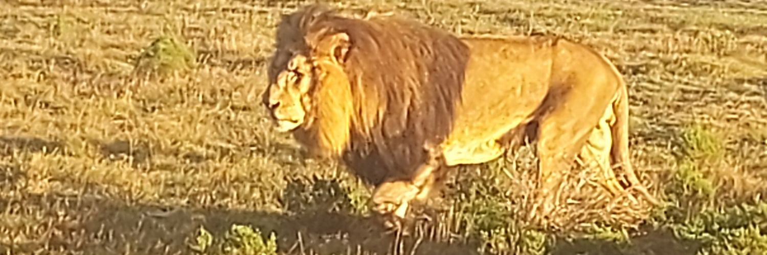 kinglion2's profile banner image