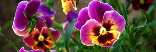 vickyalexandro1's profile banner image