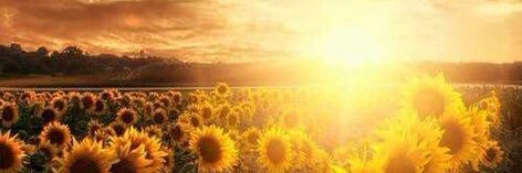 DshaLipscomb's profile banner image