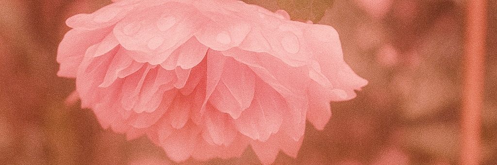 LillytheRose's profile banner image