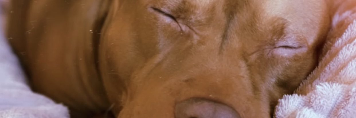 Ƭαηια🌹 banner