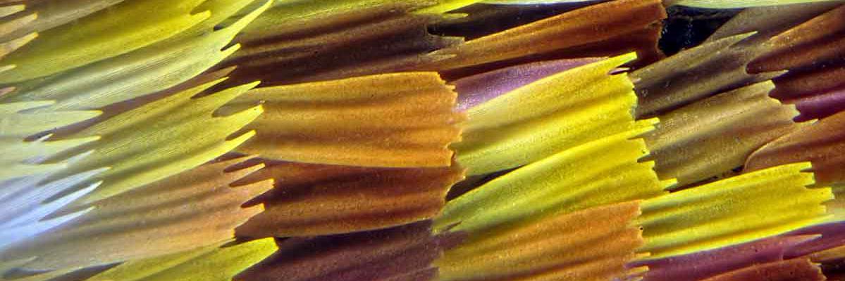 BioSol Ecology banner