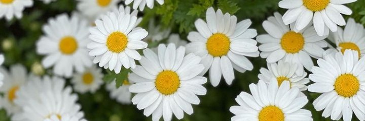 dilaaaaahhhhh's profile banner image