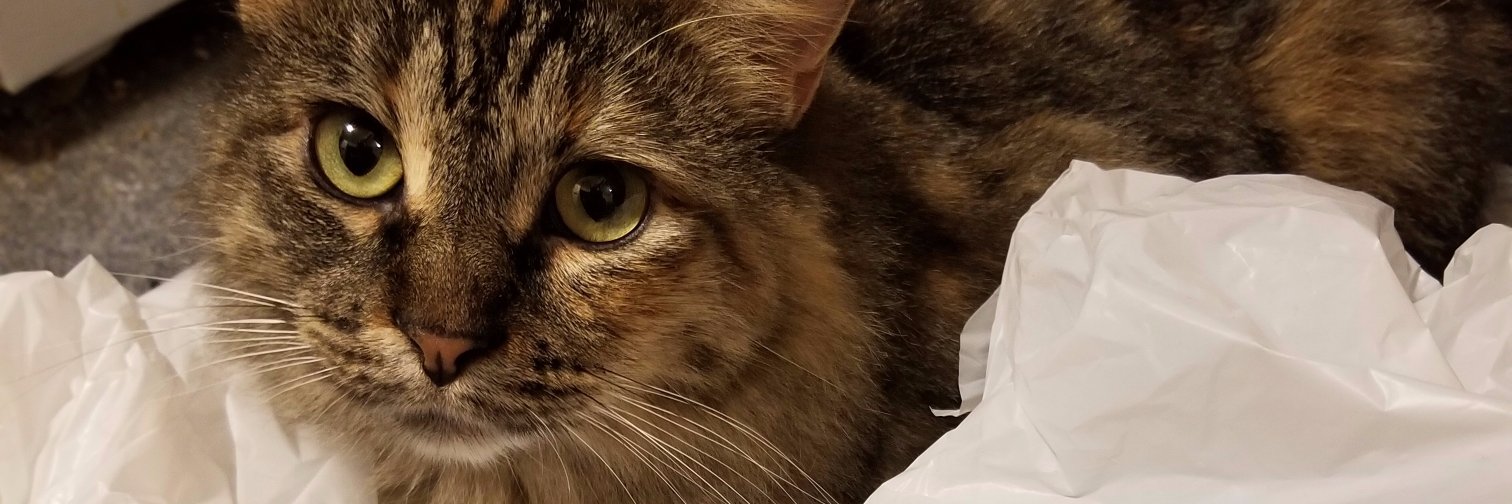 FlameFlash🍊 banner