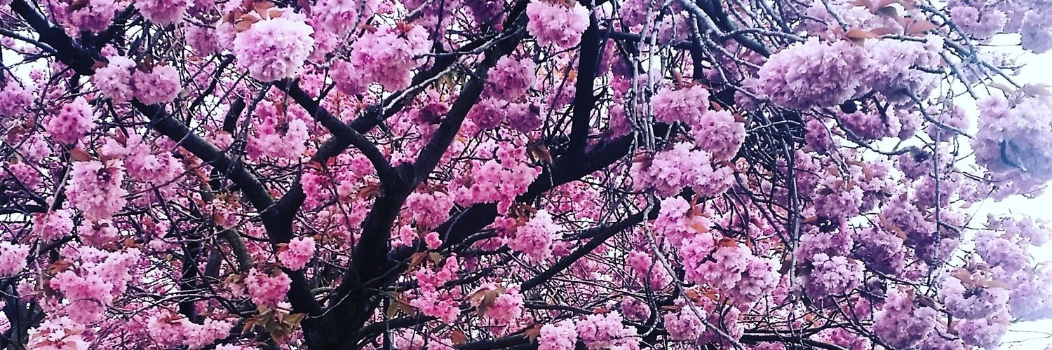 annelee_hazel's profile banner image