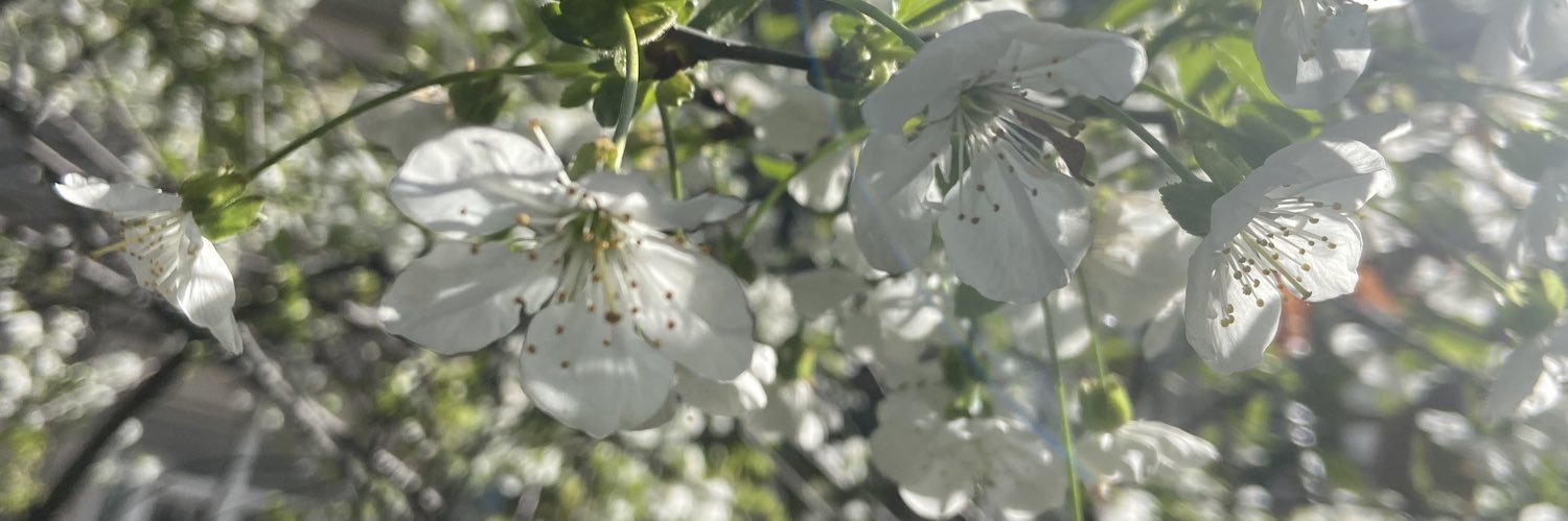 Özlem Ermiş Beyhan banner