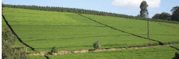 Pekiro Profile Banner