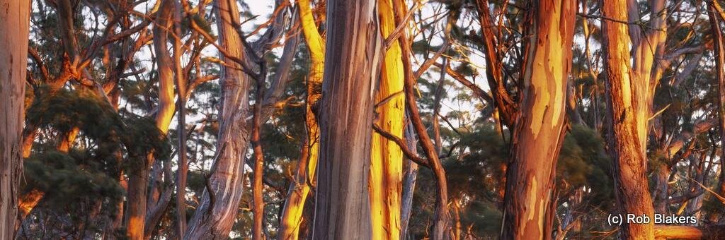 Environment Tasmania banner