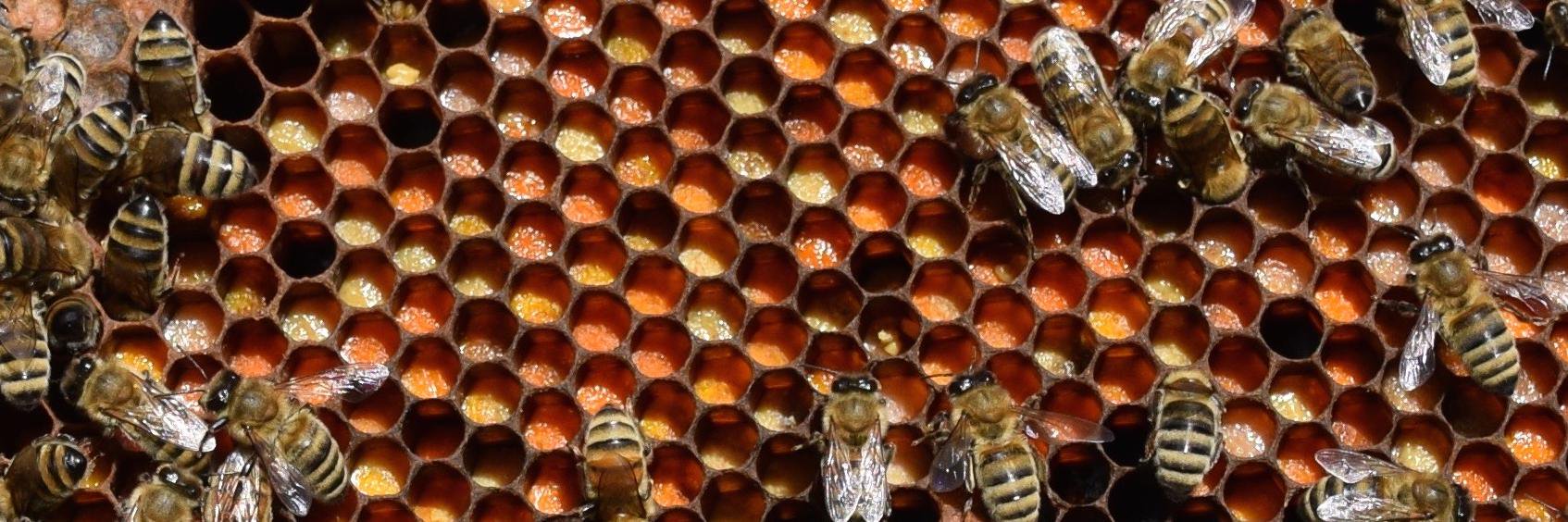 OSU Honey Bee Lab banner