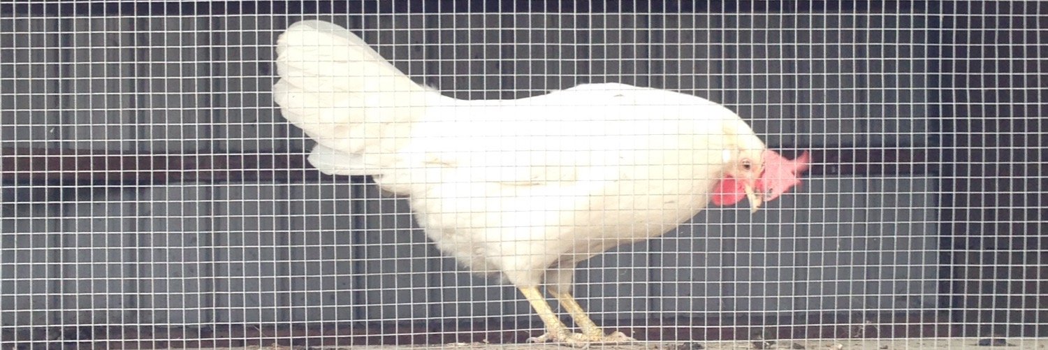 Emily Burlingame banner