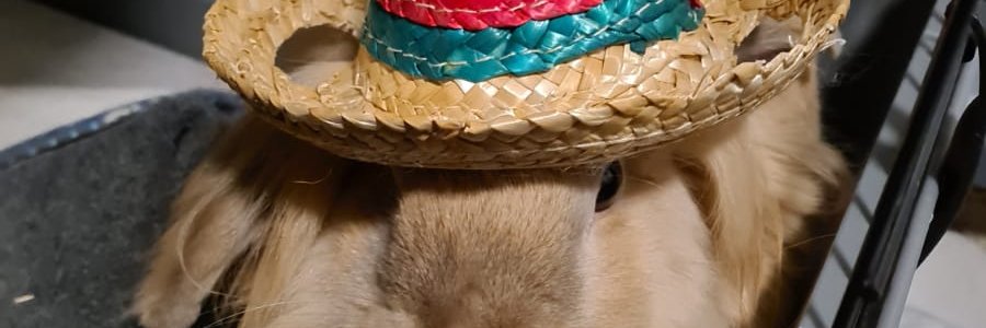Rockster_dev's profile banner image
