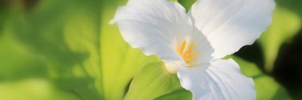 Tracy_Parish Profile Banner