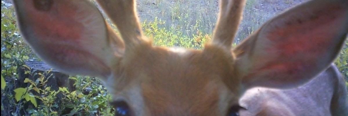 𝒟𝒶𝓁𝓁𝑜𝓌𝒶𝓎 banner