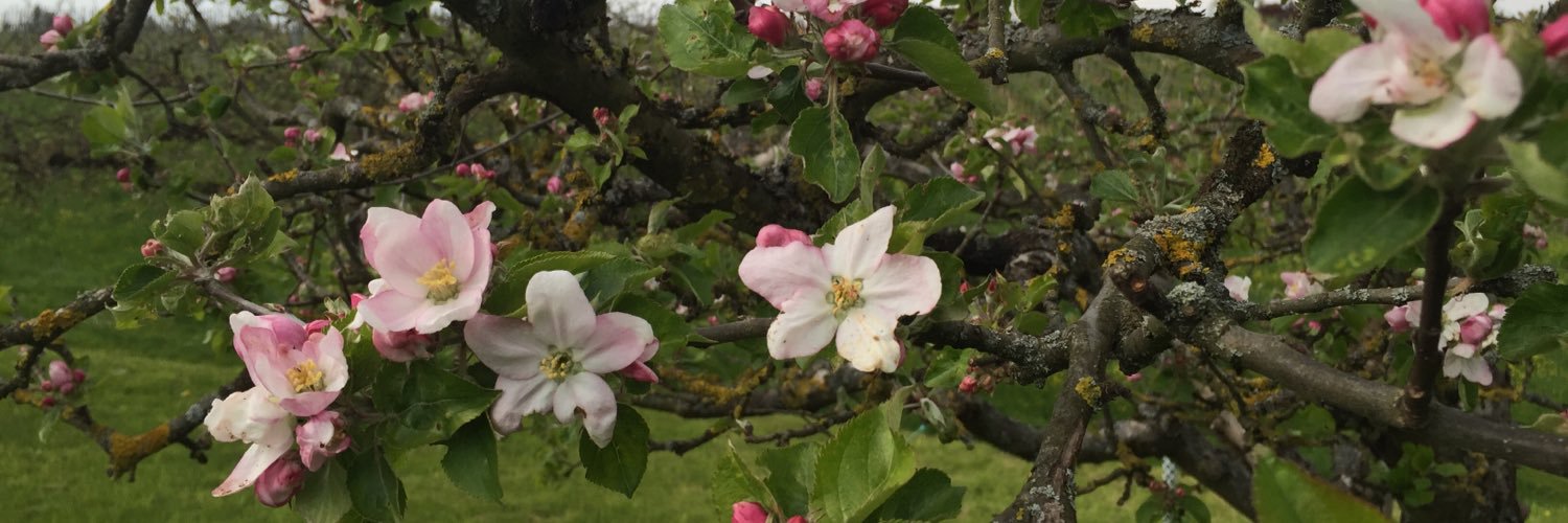 StrawberryLil's profile banner image
