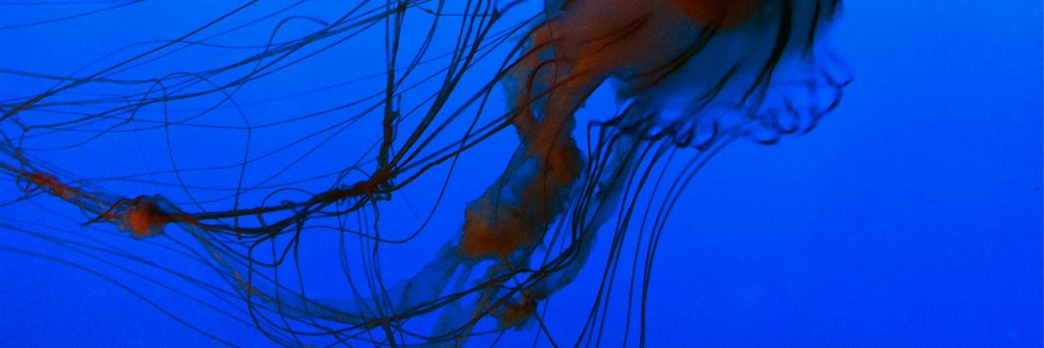ejlantz's profile banner image