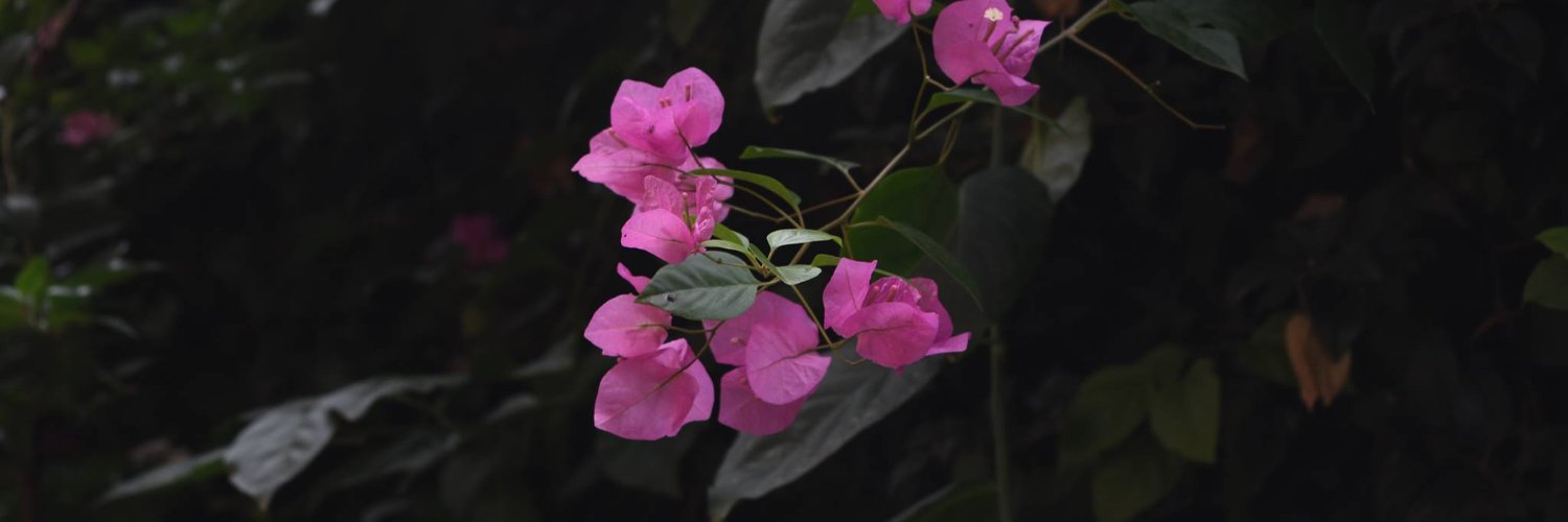 rugoli's profile banner image