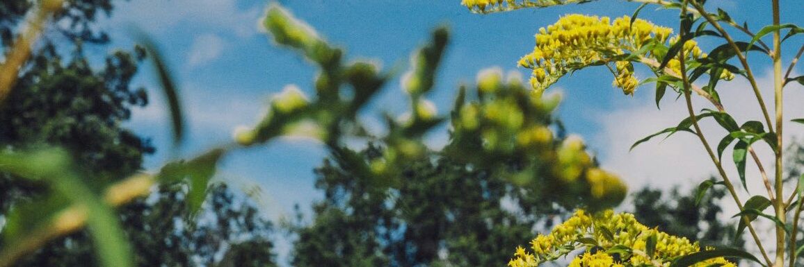 _FedEriCa_2's profile banner image