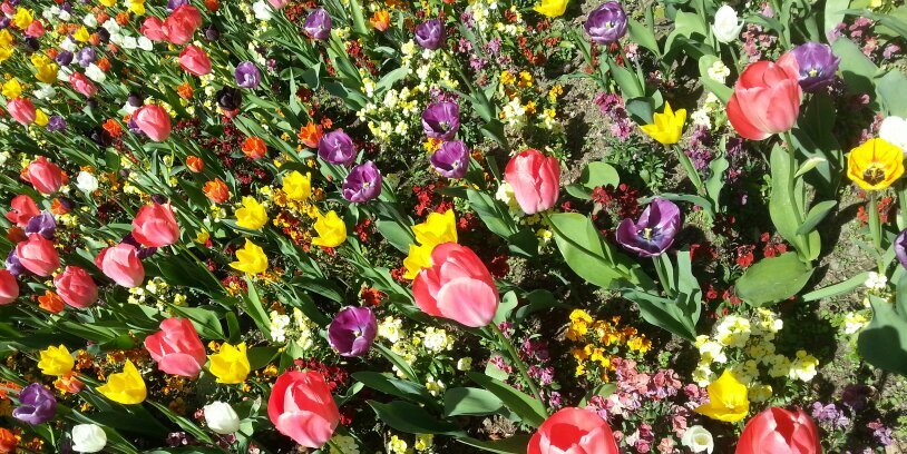 Sarah Fitzpatrick banner