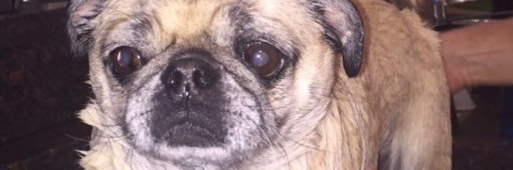 legitmeatball's profile banner image