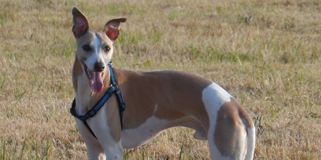 LWhippet's profile banner image