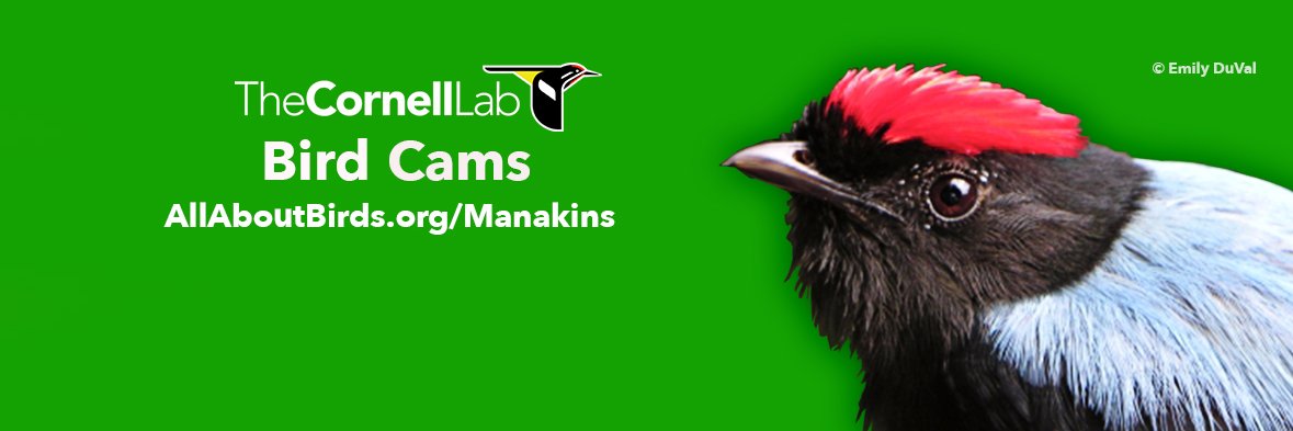 Lance-tailed Manakin Cam banner