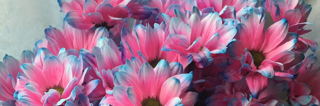 AbbieTeall's profile banner image