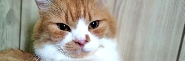 misstyameyocom Profile Banner