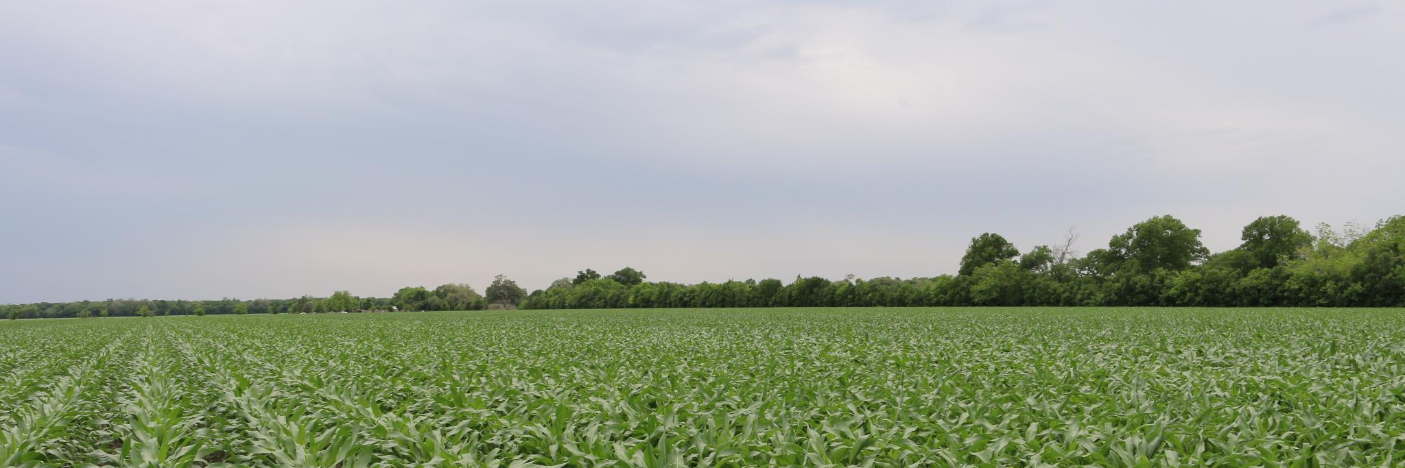 Liesel Flansburg banner