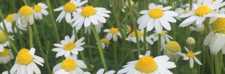 AliiLuna's profile banner image