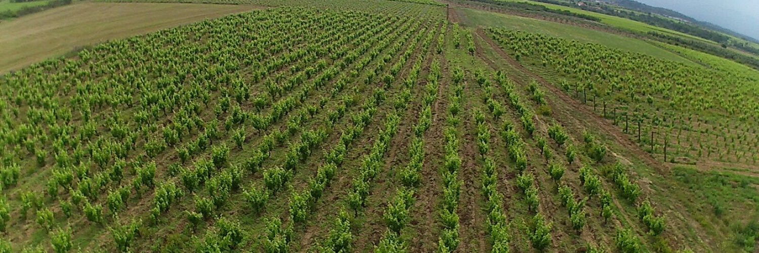 Celler Roig Parals banner