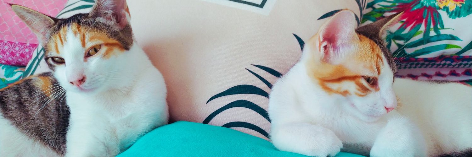 silviando1's profile banner image