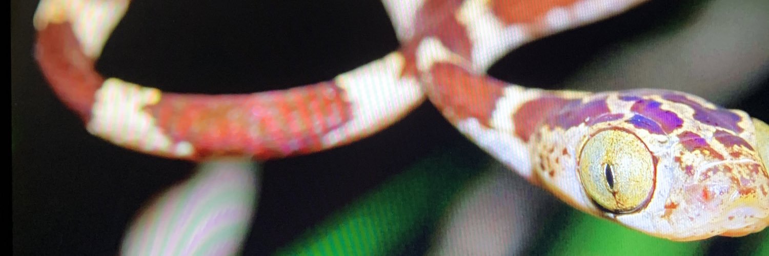NotTuesdays's profile banner image