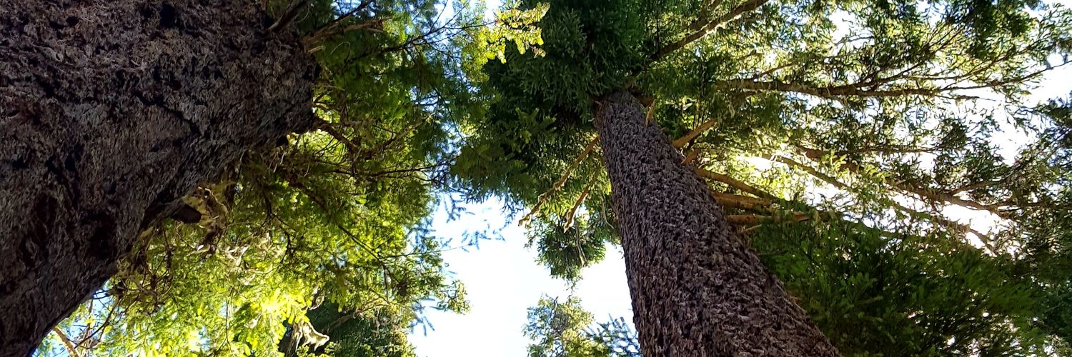 flowersjohn007's profile banner image