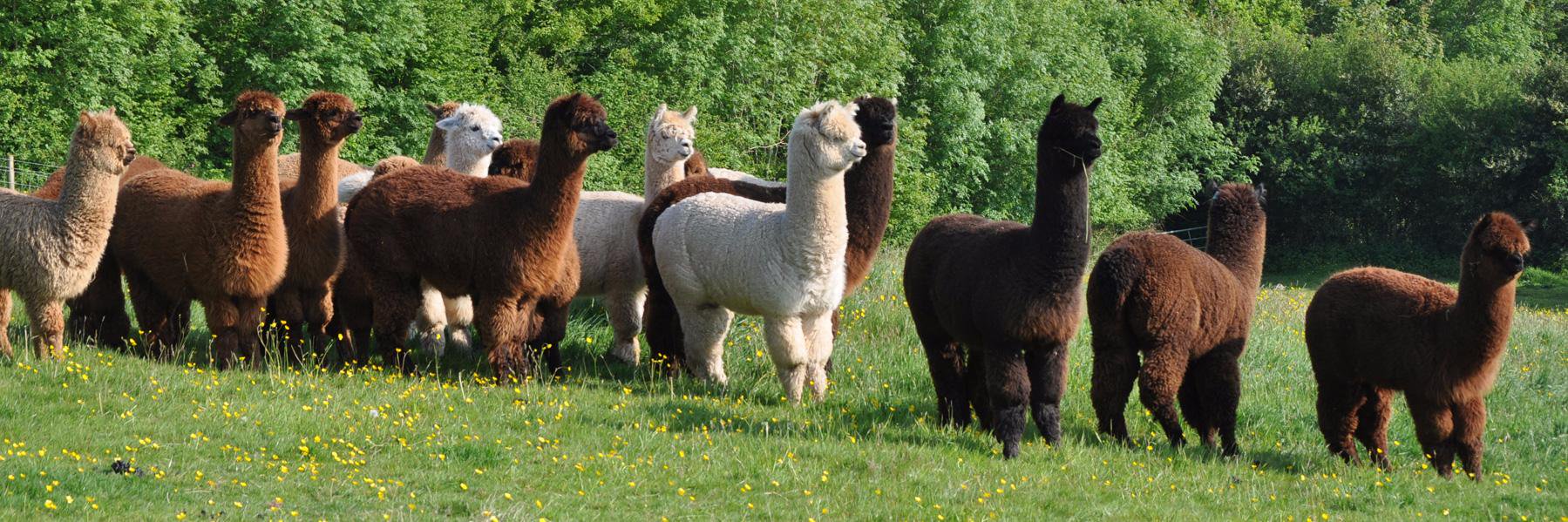 Amiryck Alpaca banner