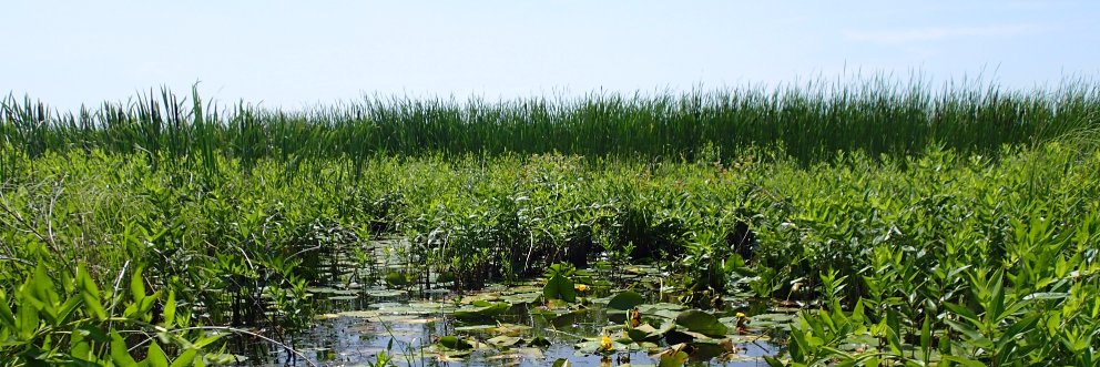 Chantel Markle banner