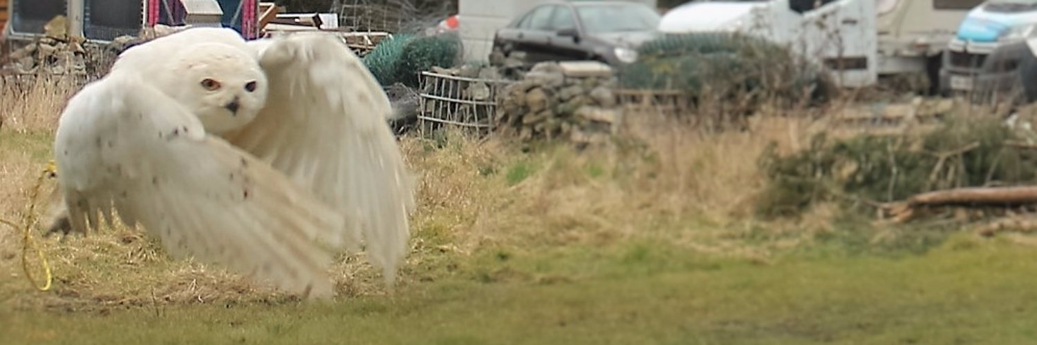 Grownmangrumbles banner