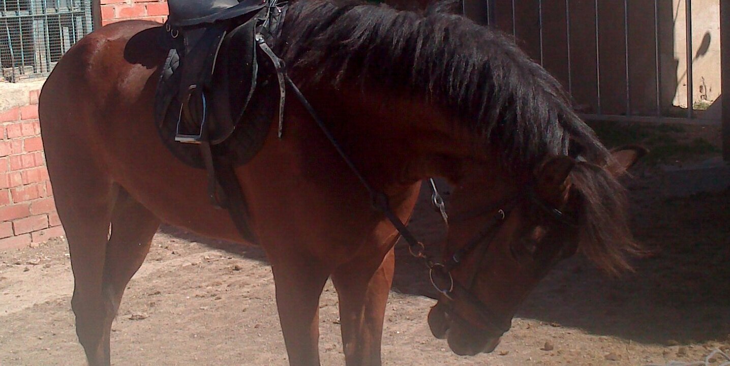 Francesc Monfort banner