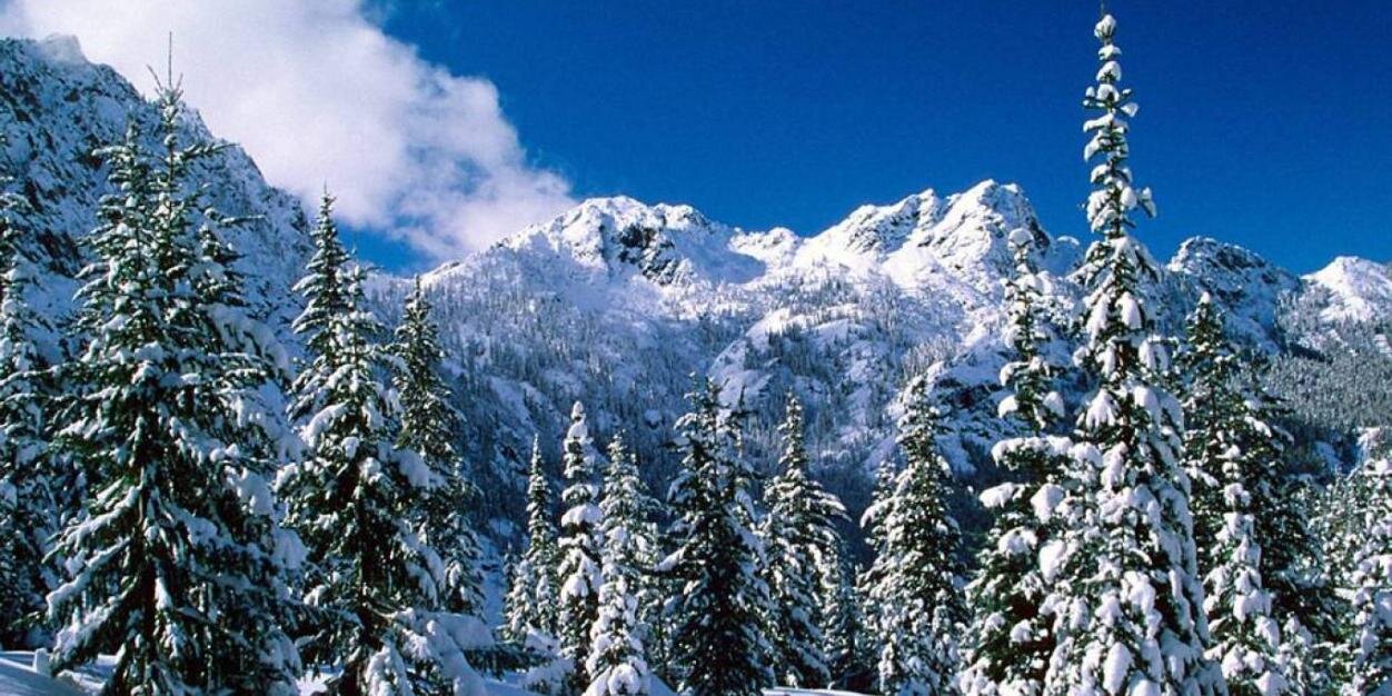 SnowlandWolf's profile banner image