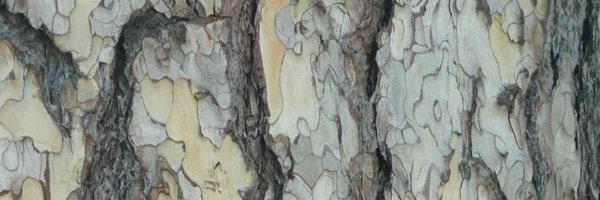 robindesbois_tw Profile Banner