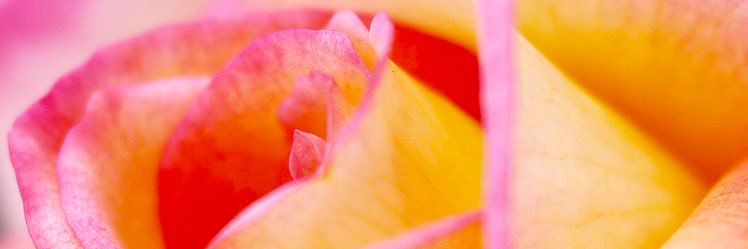 Tabicat98's profile banner image