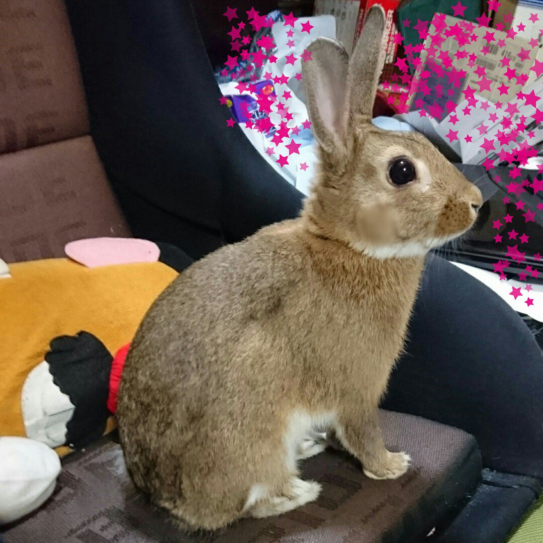 a_rinrabit's profile banner image