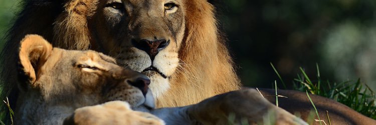JustChillMen21's profile banner image