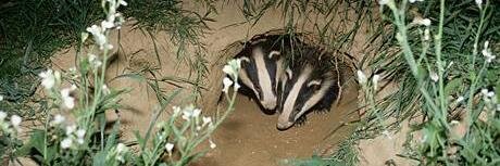 CravenBadgers's profile banner image