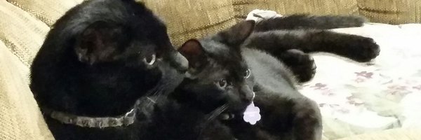 Sisfurcats Profile Banner