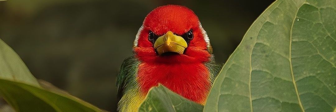 Alexandre Fonseca banner